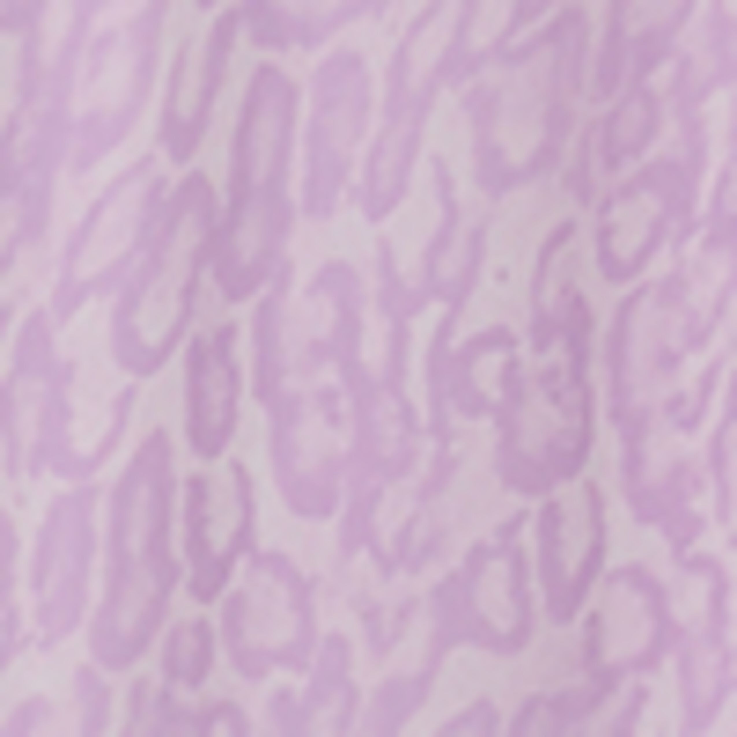 Viola Chiaro Malva